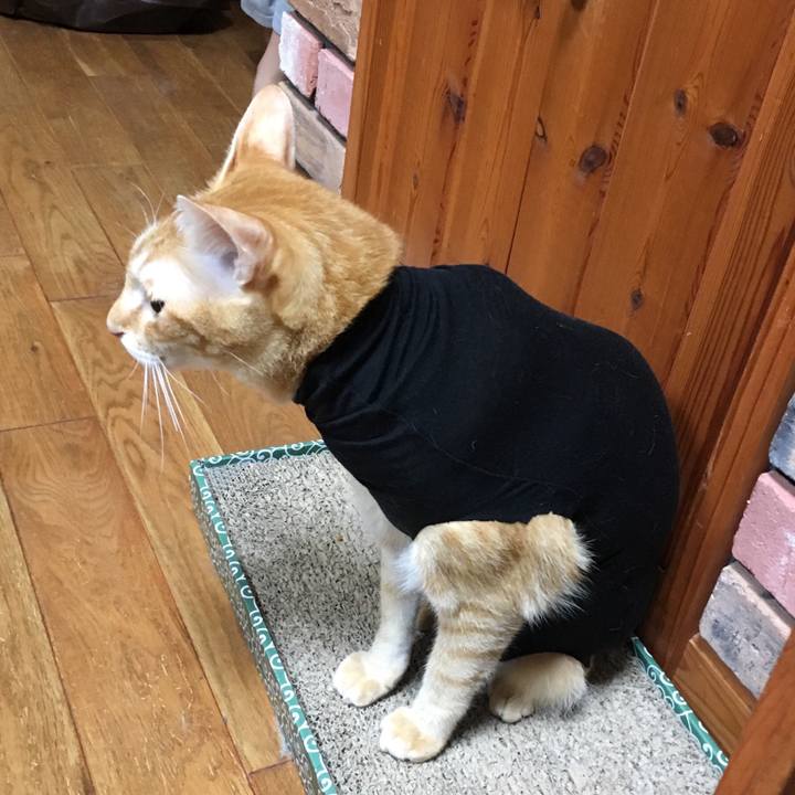 Ba5fea85 61e9 4dca bc5a 455ec8a22ab8 1510203170491