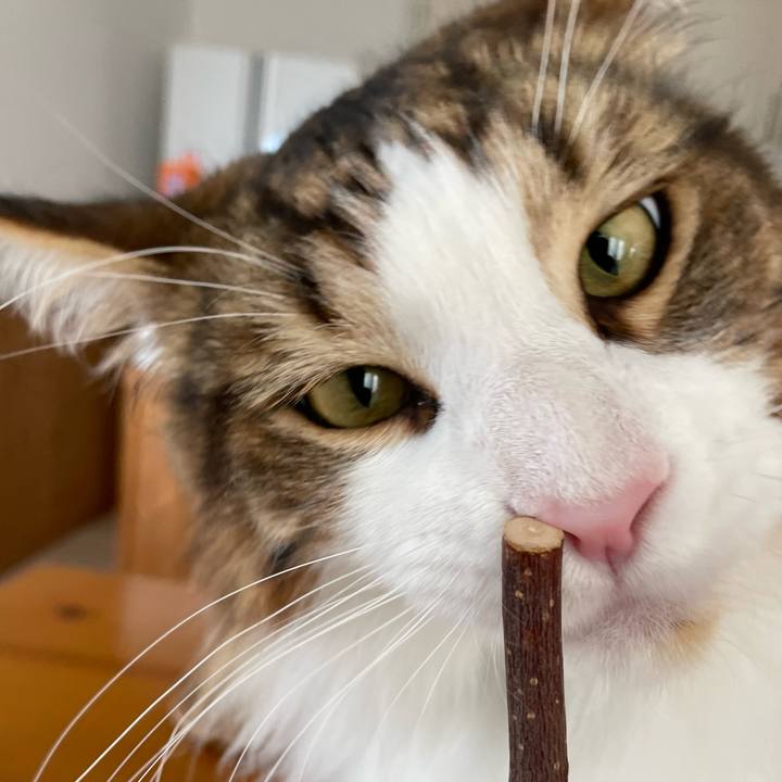 Ba63772c 7e06 4507 bf0a eea003ecbb9f 1655242796311