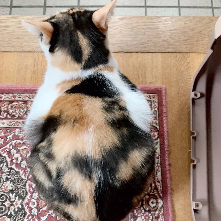 Ba69a61a 90e3 48f7 b8a5 7218c5ebc6dd 1539827400249