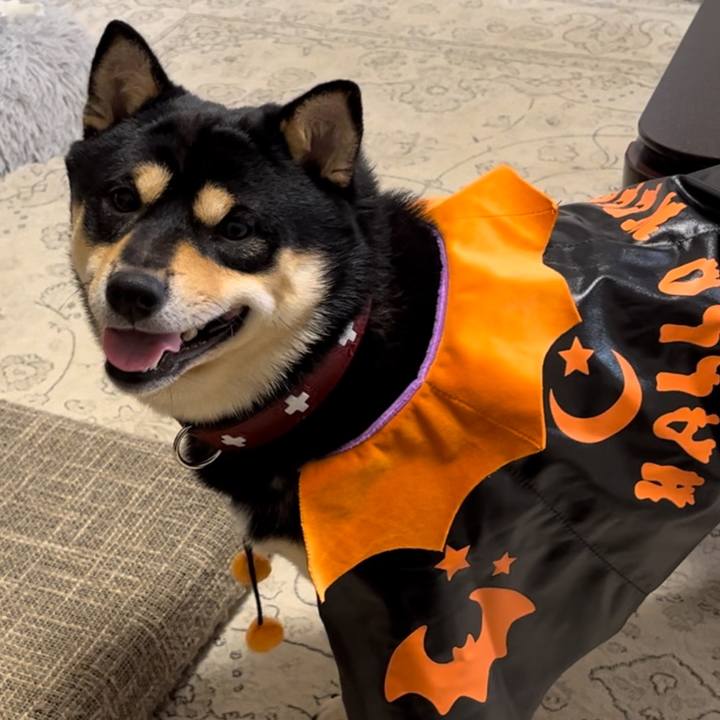 Ba6cb9c3 fbc2 4420 91fd 028be7101bf0 1729498812090