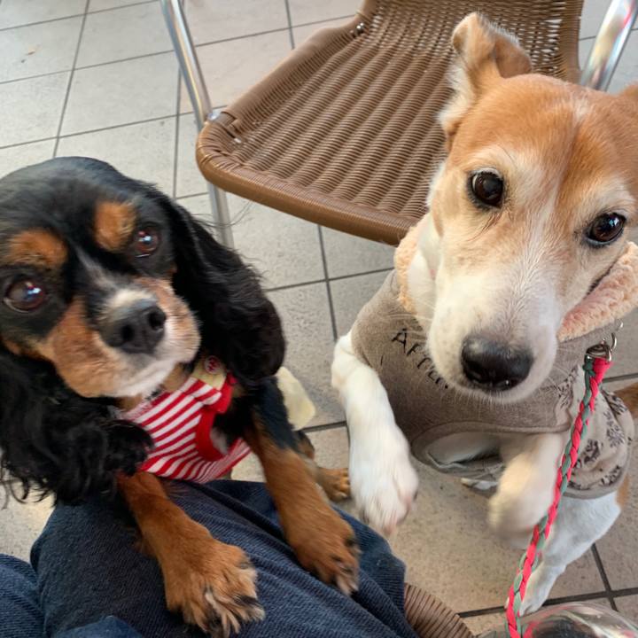 Ba6e8a73 adb8 4df0 a9d3 cdfc6f81e577 1543130580988