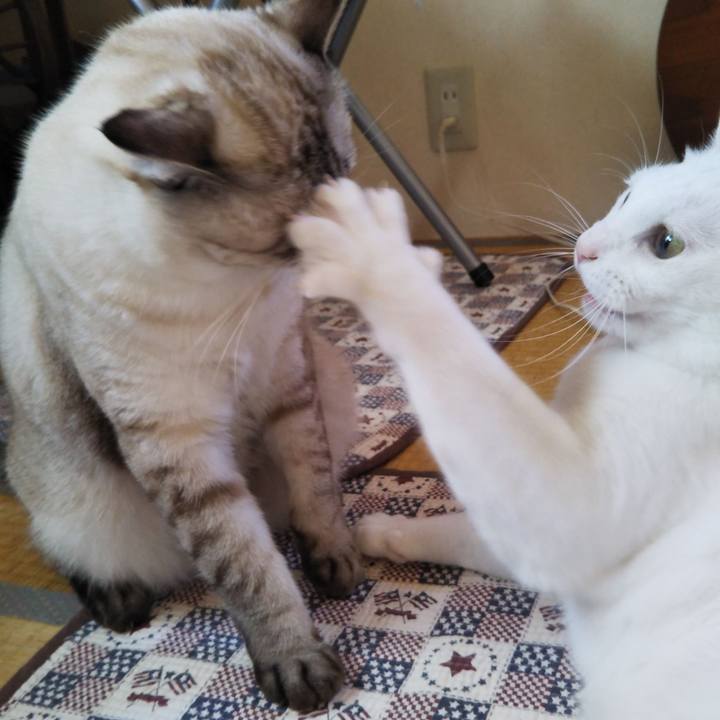 Ba6eaf17 f98c 4ee5 b3a6 a09ea4e13fd7 1538017236608