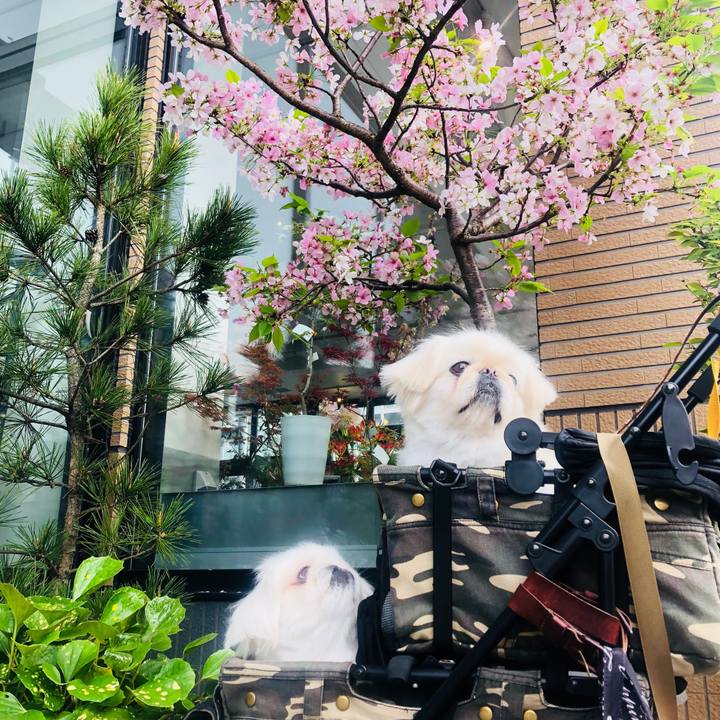 Ba6f46bd e295 4ba2 8f2c 5a60c6c829ee 1617081120475