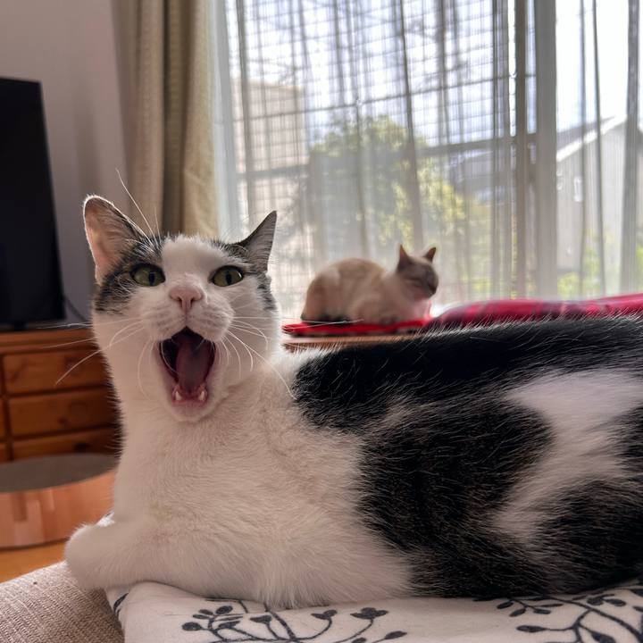 Ba723cf8 6bde 450a a050 2305a2d1013f 1763035747148