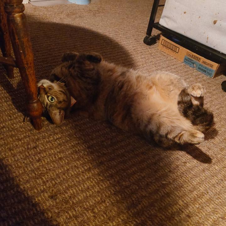 Ba7b073d 68fb 428c 8717 d3b2f1500bae 1770969293502