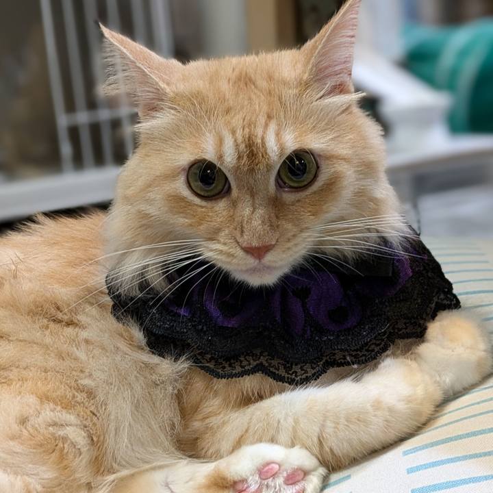 Ba7ed327 0b05 4b2d 8c86 a28d6879d844 1726393697364