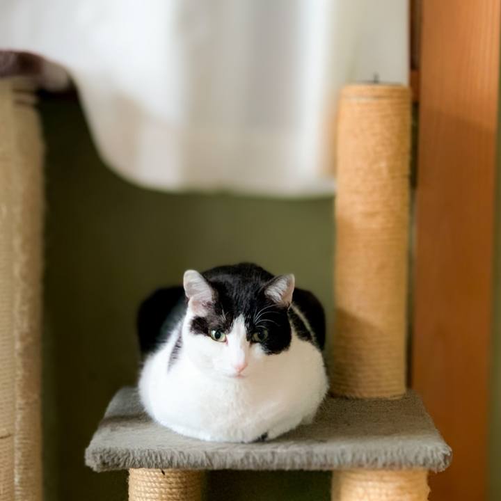 Ba8005af c097 449a b1ba c13e39128d18 1590025009623