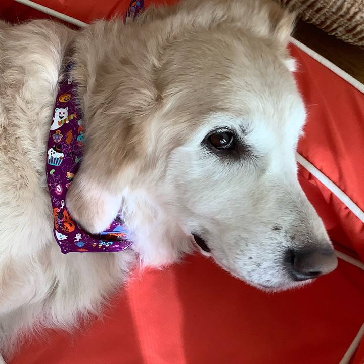 Ba828ad7 f5f0 47c4 803c ac983952876f 1667175508118