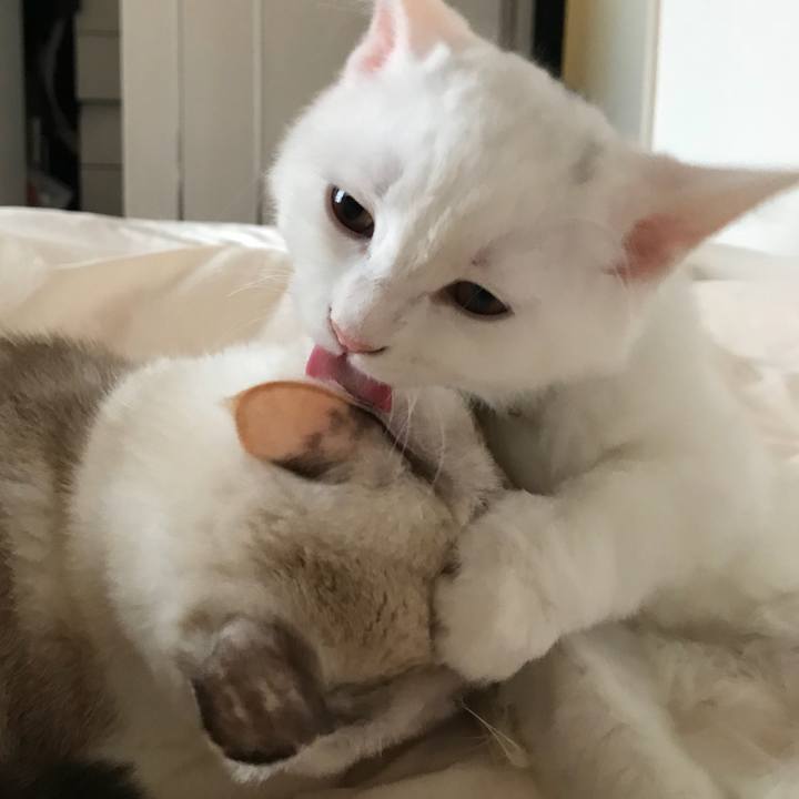 Ba85a542 c604 4786 80de 72fef28372f8 1509366468989