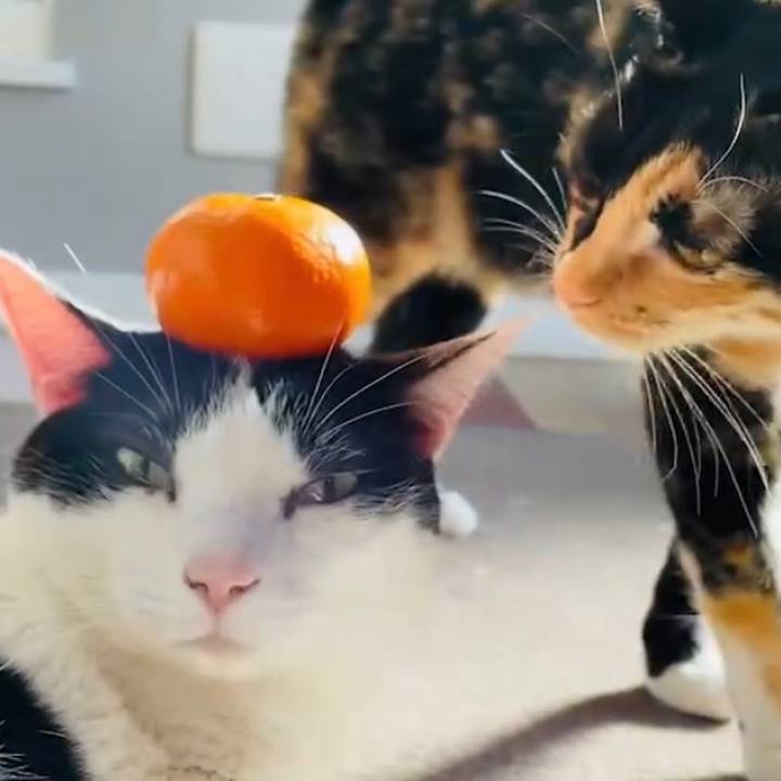 Ba85bf1b 1334 4c76 9325 4bc43c2f7a91 1641304377230