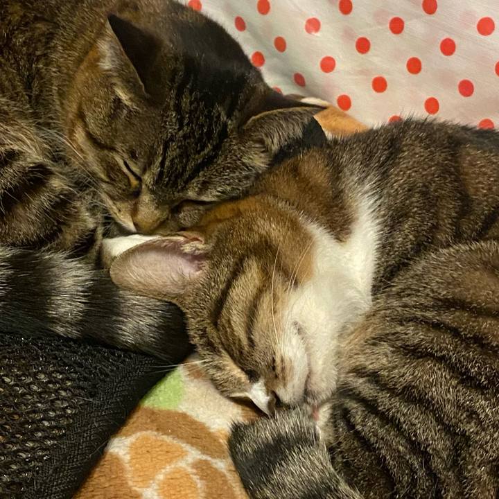 Ba8706d9 cad6 4153 98ed eb2906599f10 1620039056494