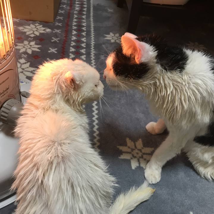 Ba87124a 72ba 4e95 a684 7a945ad41108 1547883477158