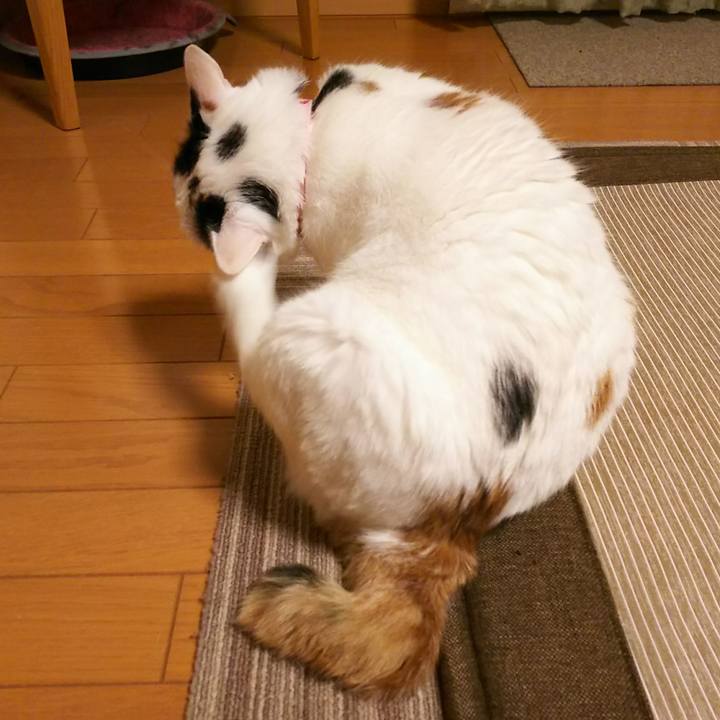 Ba875aba 9299 431b a2be 6facae3962d5 1535539793137