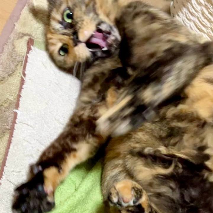 Ba880121 80e4 4b43 953f 1525c2357ea8 1731727083956