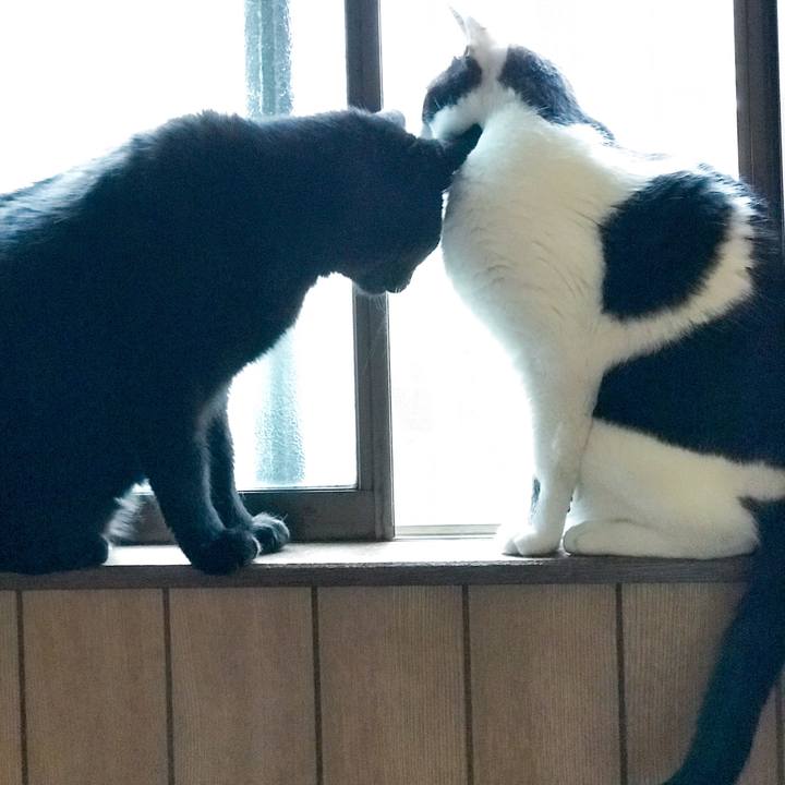 Ba887e9d 51f0 45c6 9a11 90d1fecbe06e 1526175218522