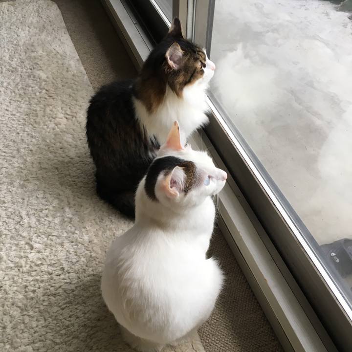 Ba893972 d441 4a9d bd18 97066a82596b 1515286603323