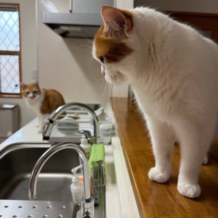 Ba8b4046 2c2a 4aa7 87c6 24e1065b1ca5 1774842088478