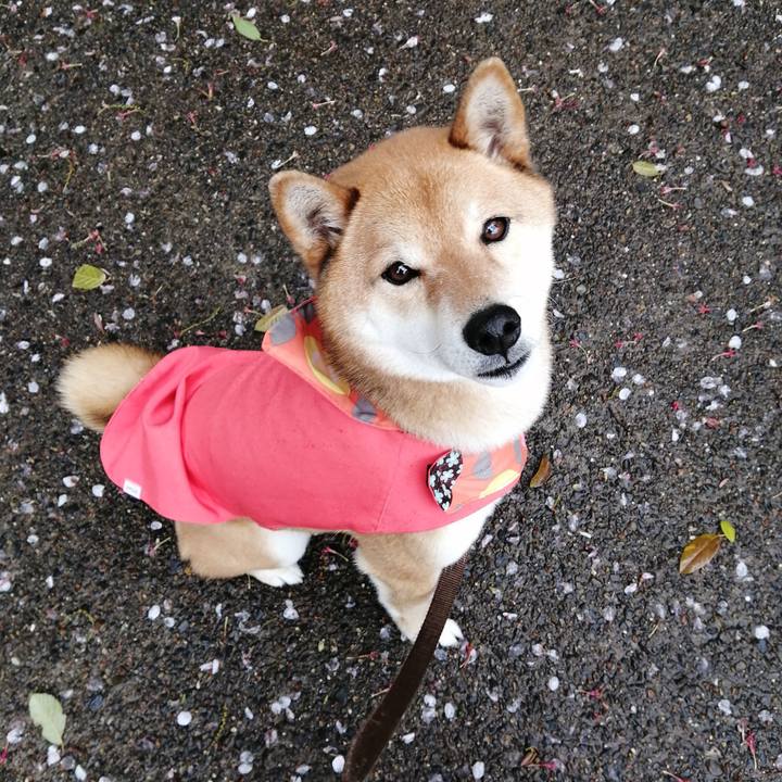 Ba8c460a c5cd 4c0e 834a 9faf803b4b52 1586757212046