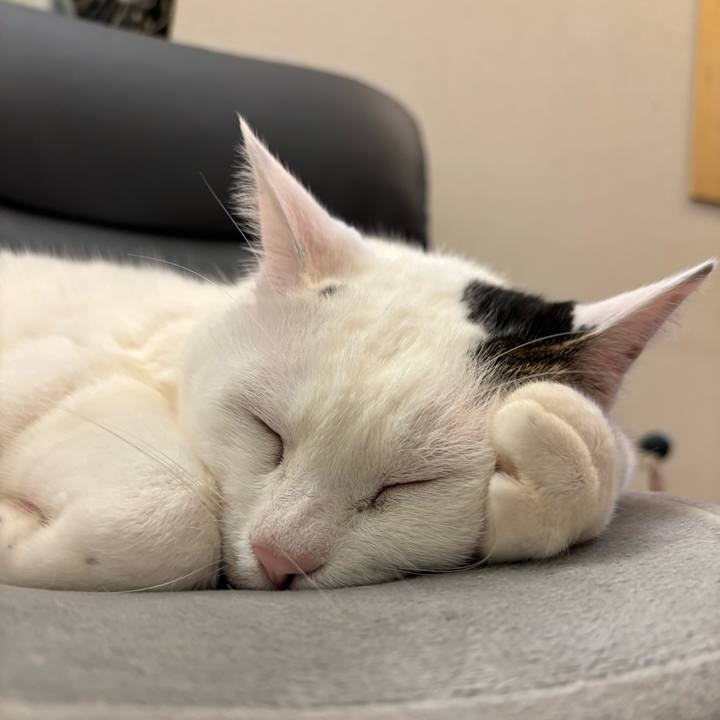 Ba8d4405 8756 4e90 b481 3ffe6665acb4 1770857888466