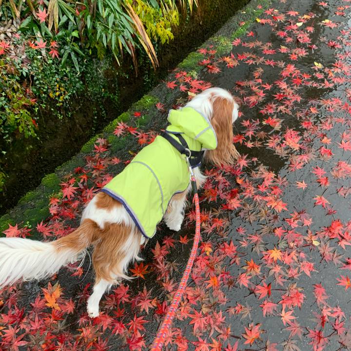 Ba8ed737 4512 4e1c 93c5 d536fb69f56b 1604895428874