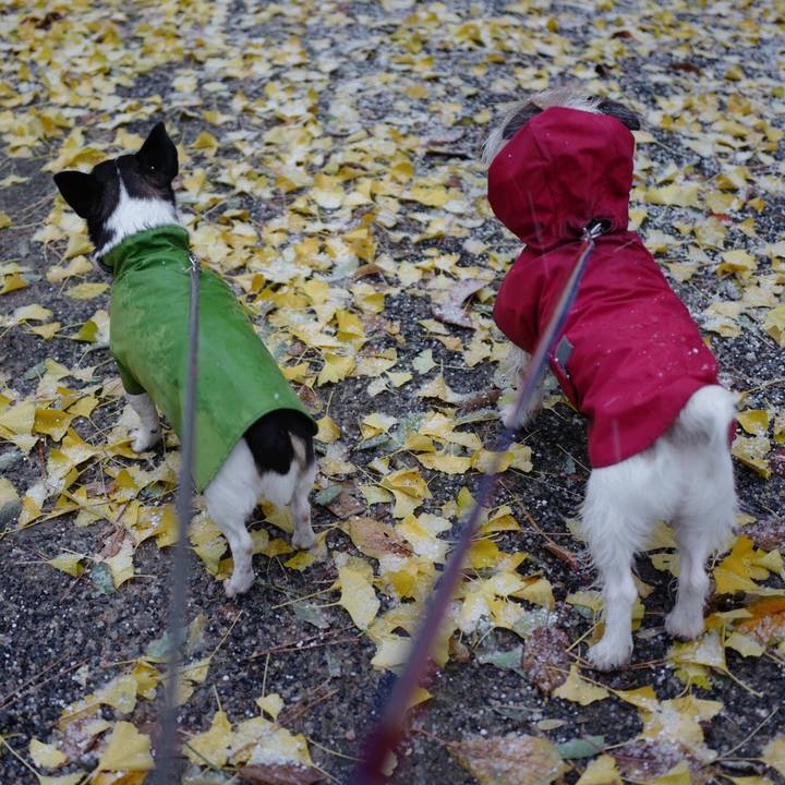 Ba9010b6 2475 4854 88f5 b3ea2b59737a 1511153209549