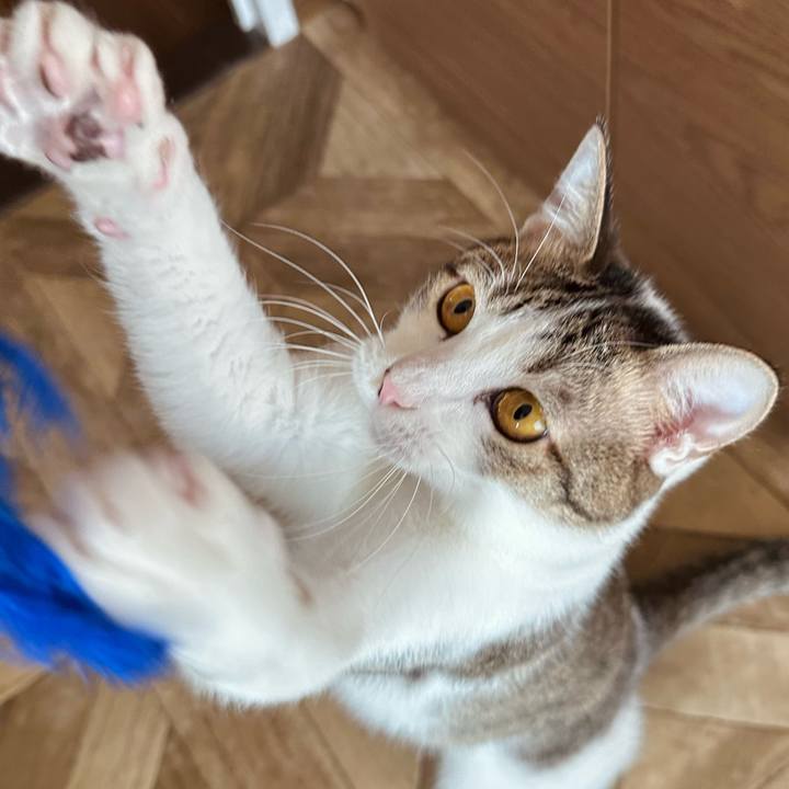 Ba912a7f 616d 4412 afd0 7bf718d1feb6 1762147670549