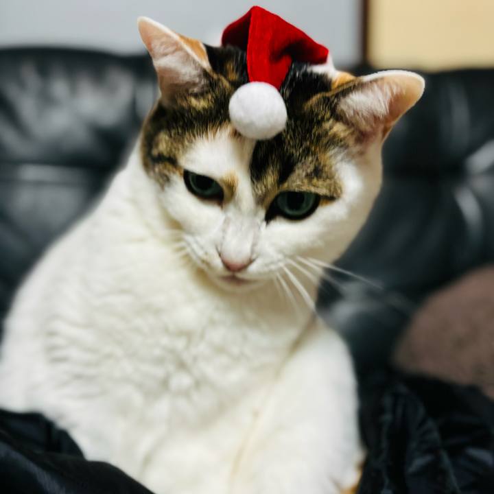 Ba938926 5541 44ea 9dc9 a92d2677c868 1766589056730