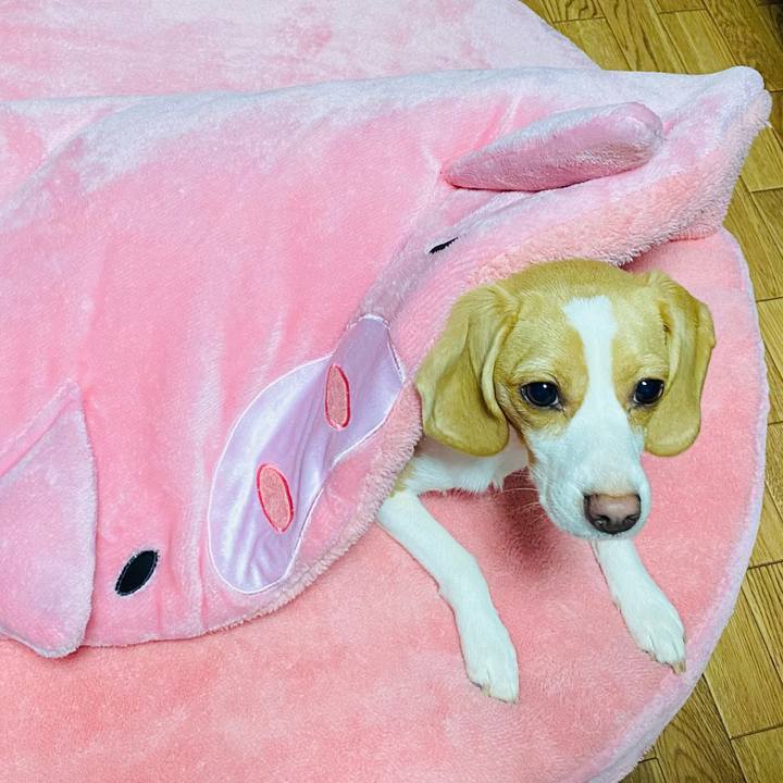 Ba958e64 3928 4bc7 b517 0a41f3d40f23 1575974250756