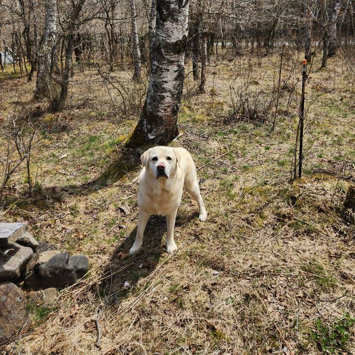 Ba95a0db 14d9 4d1a 9b6f 82edb78223fe 1745731722606