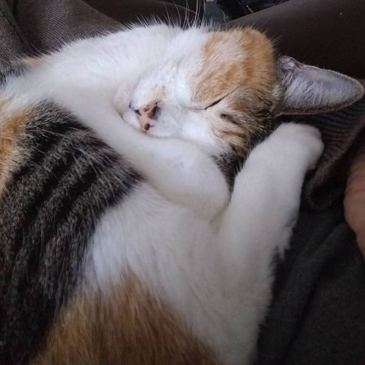 Ba973481 cffd 48ad 96f0 b4a4cb03b991 1765593760547