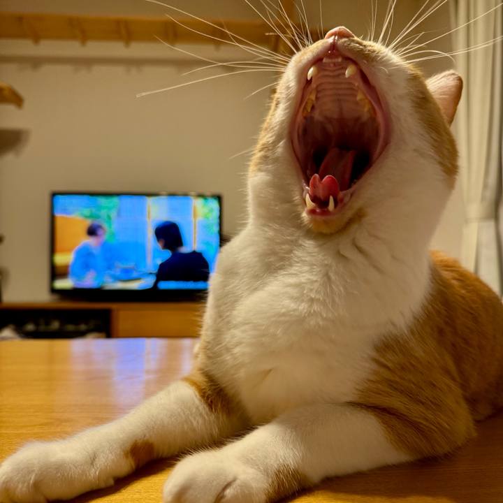 Ba980fc5 e9ca 45f7 8ae8 d09abb34ba19 1761481835964