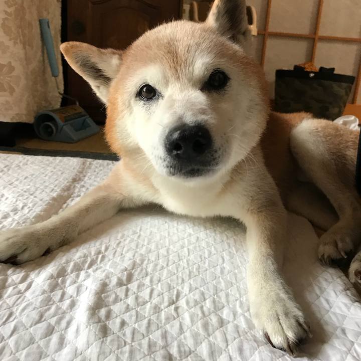 Ba9849b4 cecc 43f7 b23d ad6560bc54ac 1533428394145