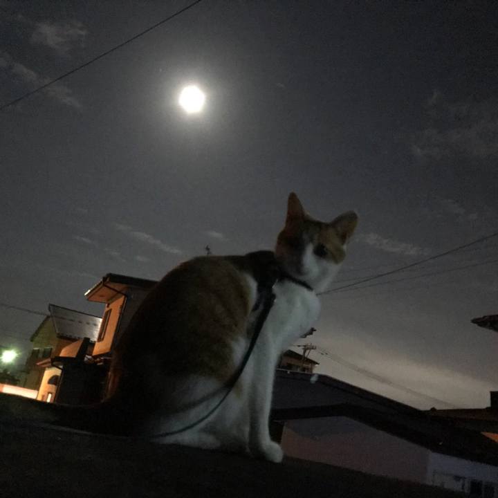 Ba99b335 a79c 4f84 9af6 620398054461 1509706648166