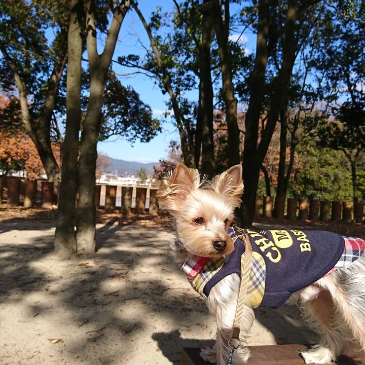 Ba9a30ca 4ba8 4955 99bf 1449185af84e 1513574063416