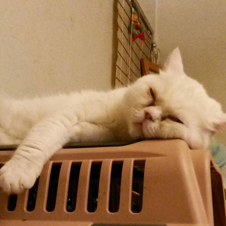 Ba9a3111 90d1 47d9 b9d3 40ba61b71cb4 1531485835984