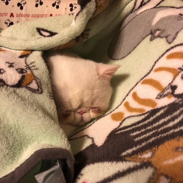 Baa2d353 c0cb 49a7 a7cb 400b44135dee 1551011773884