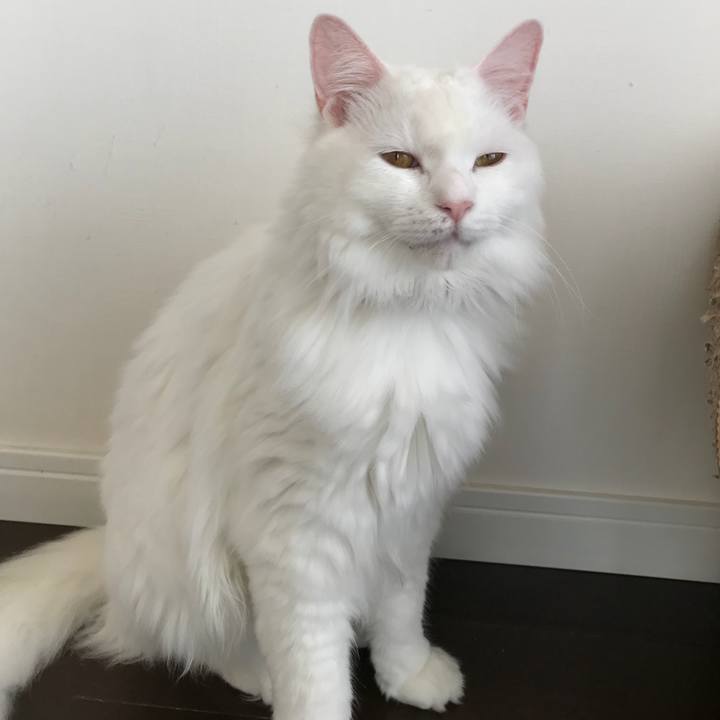 Baa558bf 2960 4fb3 b2dc 5b1fa9c91d6f 1532489766944