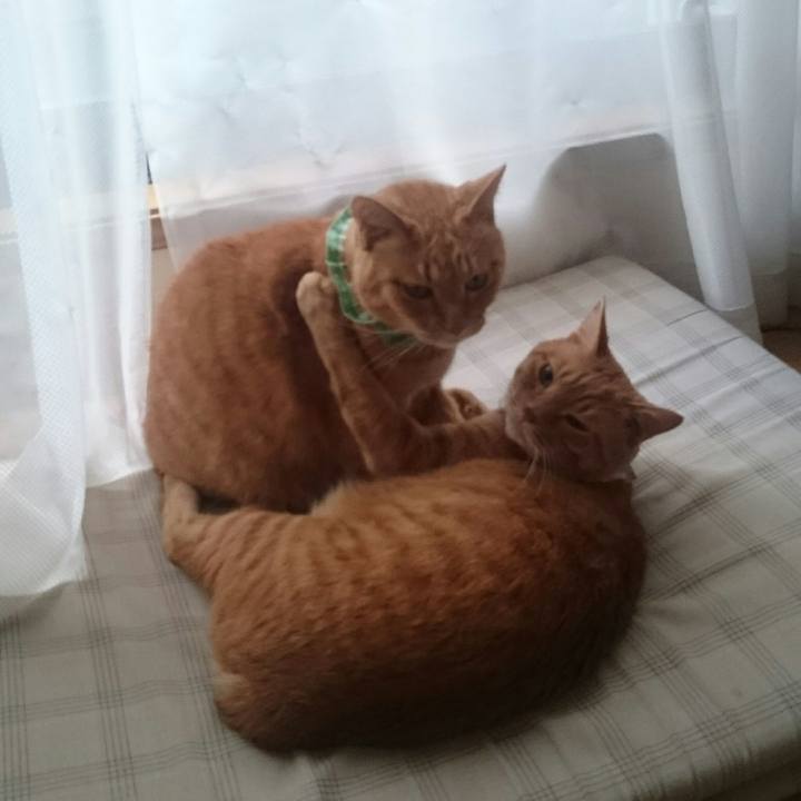 Baa64660 b4e1 417f b3e8 8a2f458ffbae 1523942230478