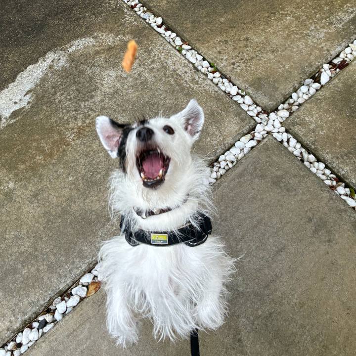 Baa7f61d 9da7 4514 b83c 7286ad6a94c8 1760915177324