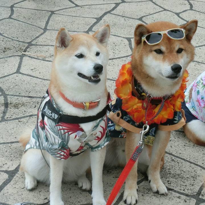 Baaa3702 ae66 483b 9049 864606e034fd 1563192391453