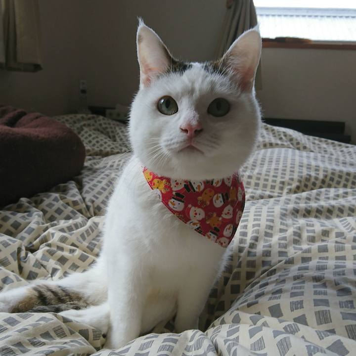 Baac1066 f894 4f7d 95b5 5a90be2ca0df 1511090414286