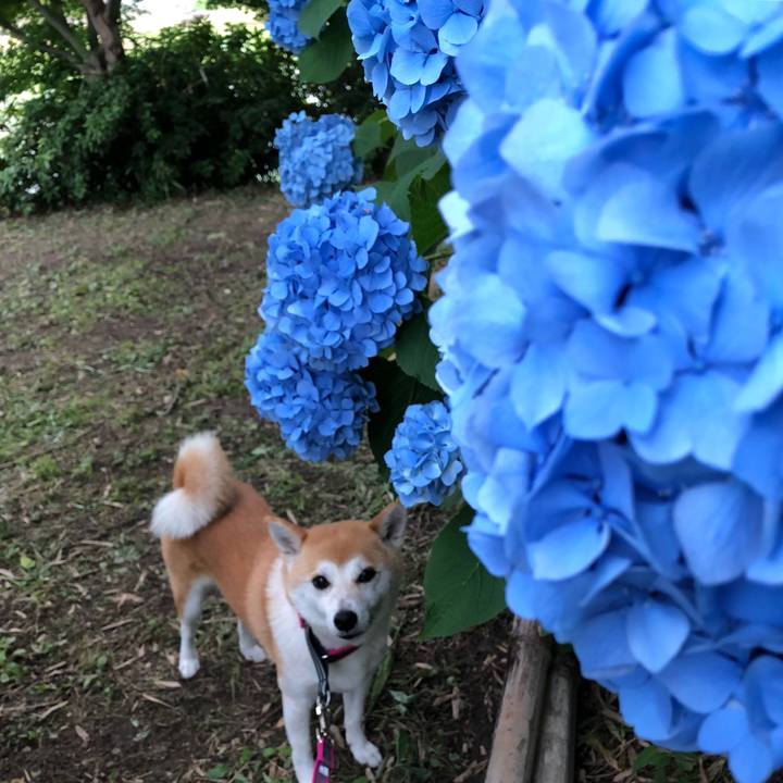 Bab0a123 2d6a 4cec af45 0f3930e797b3 1529702269274