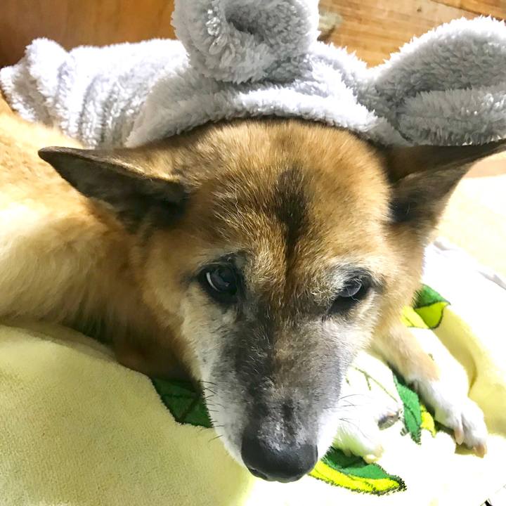 Bab605a5 1a55 42d6 820a a9d87e285edf 1544529650059