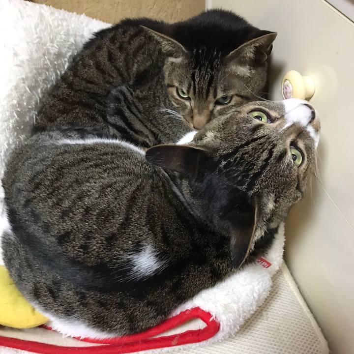 Bab8a207 f94e 405f b7c0 49378fe678a9 1522288456034