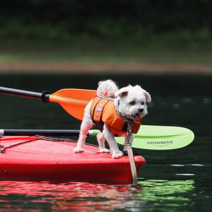 Babadf01 357e 478b a02f 13fc1af4626b 1691374411761