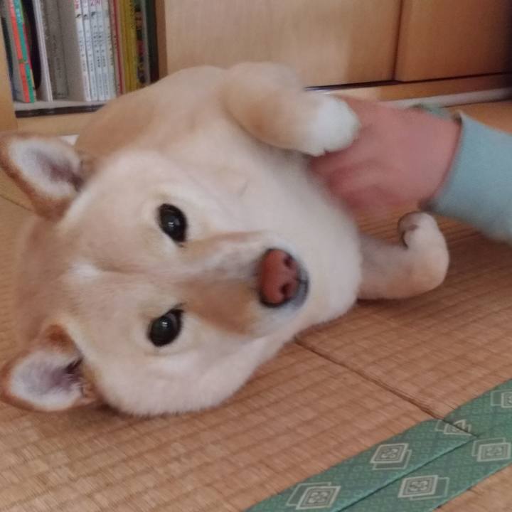 Babbd62c 5e7b 4b46 93e2 3aada6286e54 1590385205641