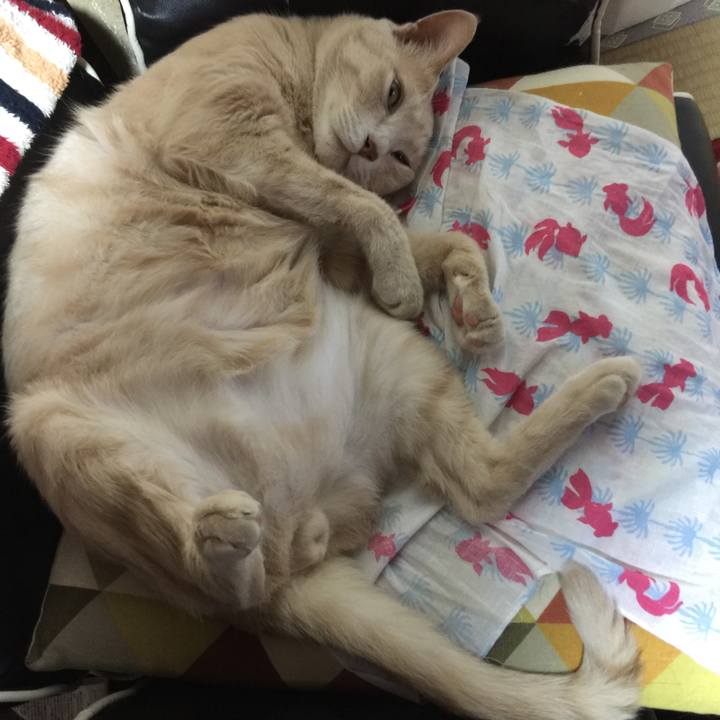 Bac06013 d4b7 4408 b345 92ade23fa13d 1564812714777