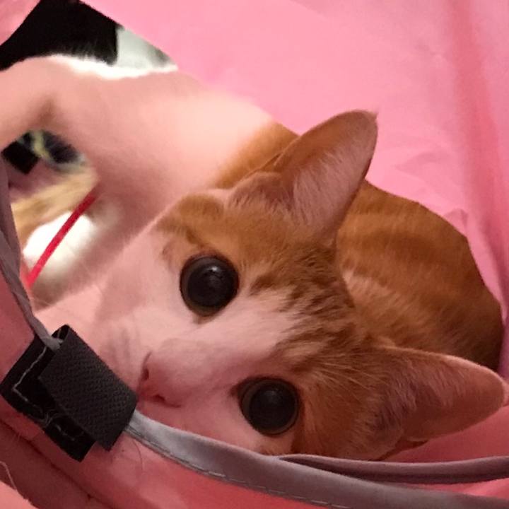 Bac5dedc 9f61 4f27 aee3 d8da7476713f 1515841780302