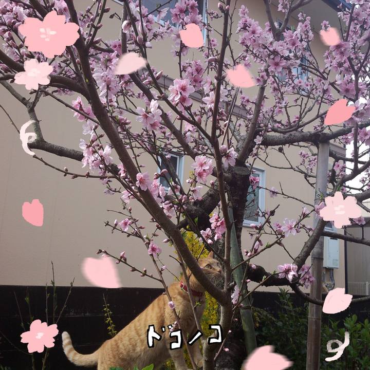 Bac66822 c3d2 4554 a11e 4297ccee5bbe 1744675387193