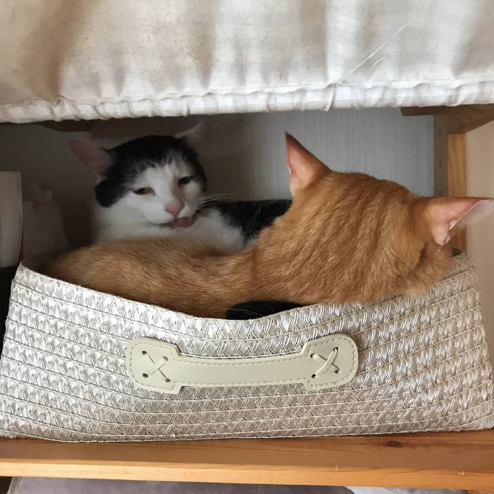 Bac88a7e a0bd 4cdc a3f1 68638c0704bb 1562542434493